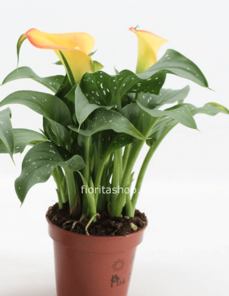 Calla Colorata