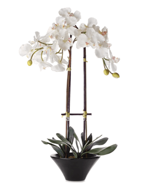 Pianta Orchidea Phalaenopsis Bianca h 78 cm , 3 rami - fiore