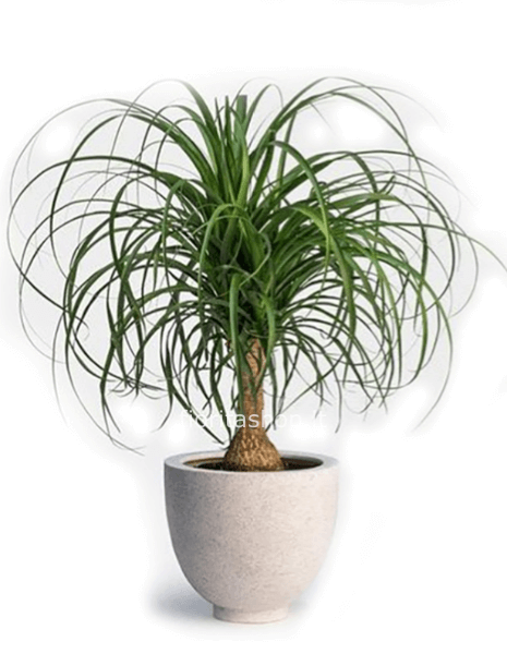 Pianta Beaucarnea Recurvata