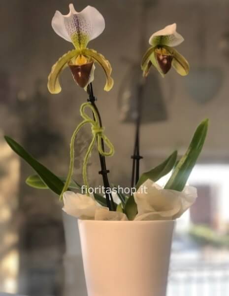 Paphiopedilum a due rami