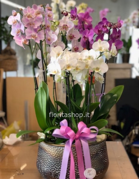 composizione di orchidee