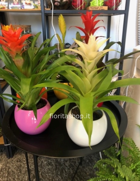 Guzmania con coprivaso incluso nel prezzo